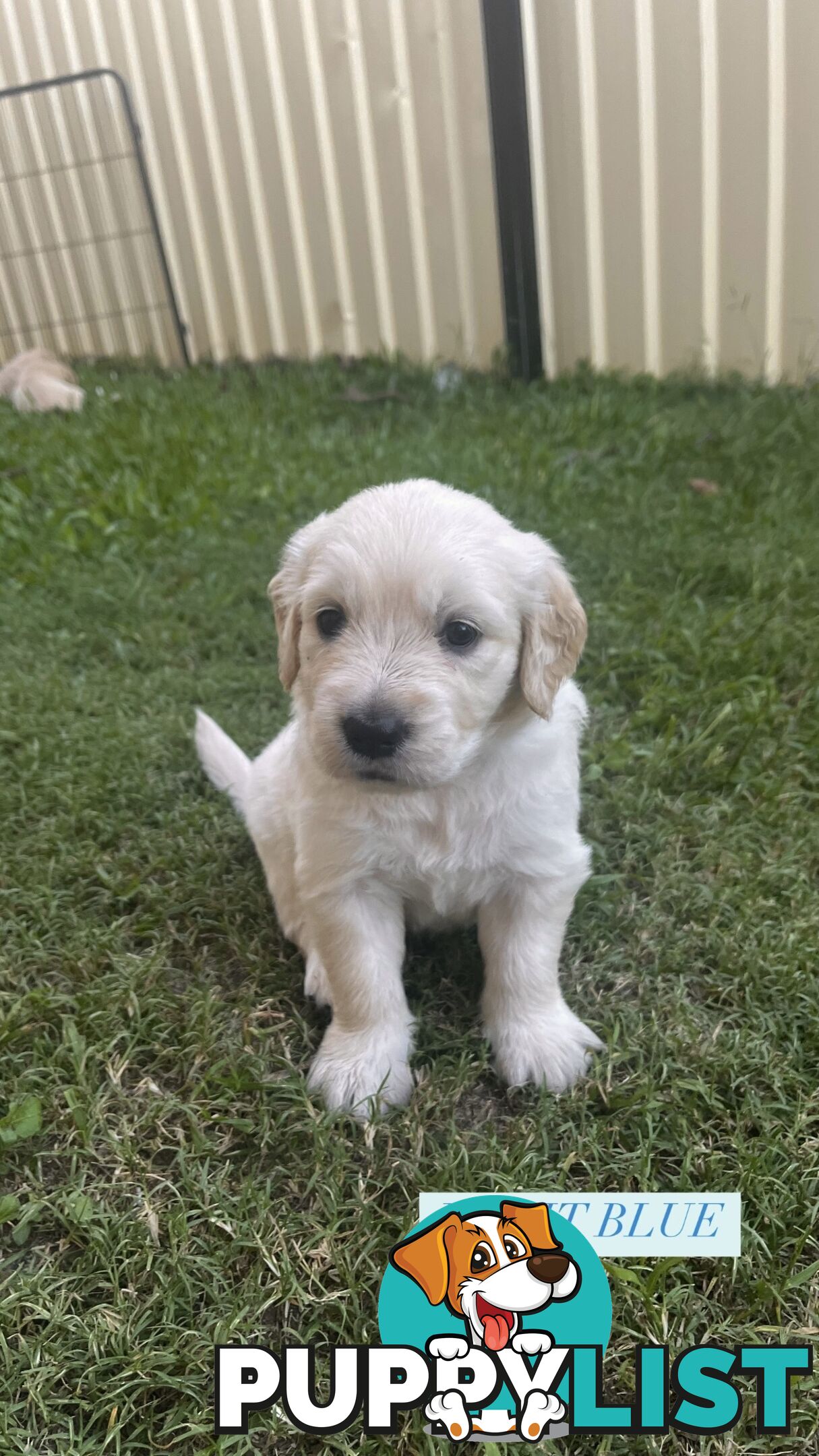 Purebred Golden Retrievers for sale