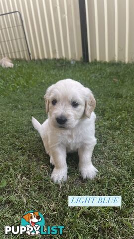 Purebred Golden Retrievers for sale