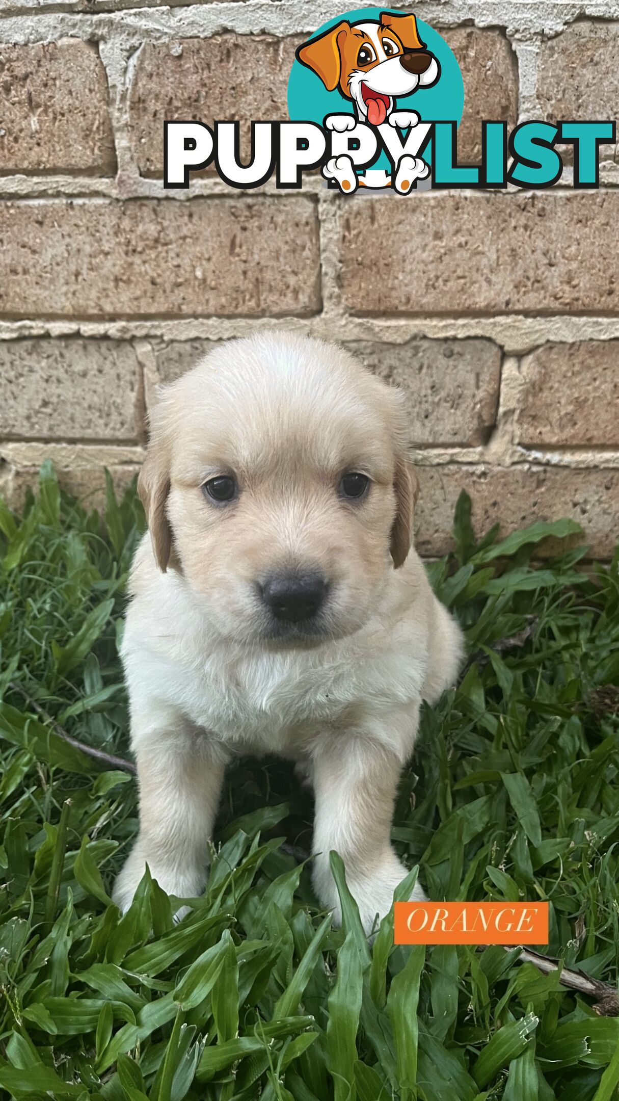 Purebred Golden Retrievers for sale