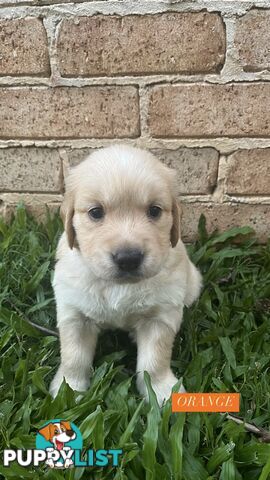 Purebred Golden Retrievers for sale