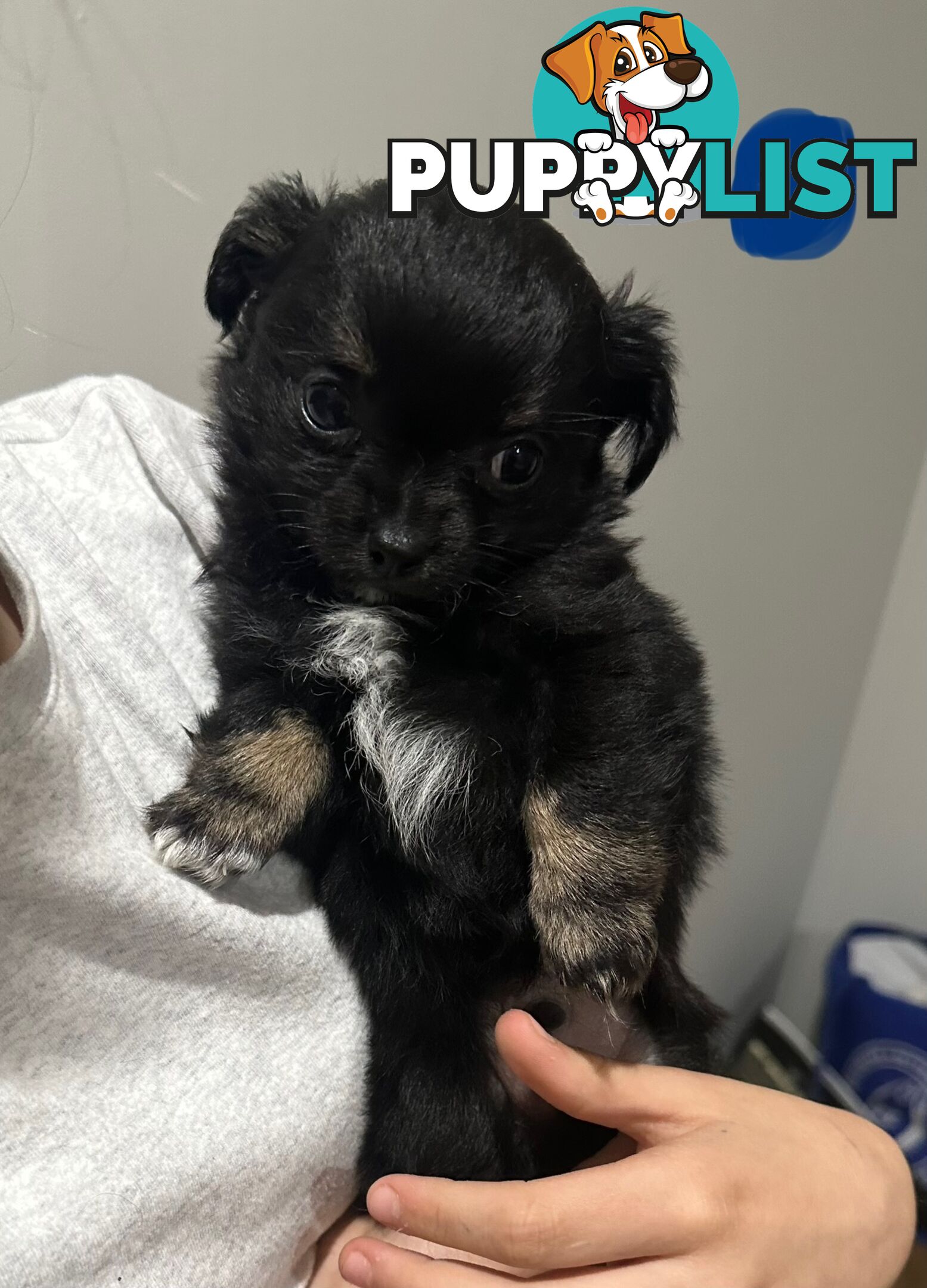 Long coat chihuahua puppies