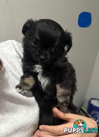 Long coat chihuahua puppies
