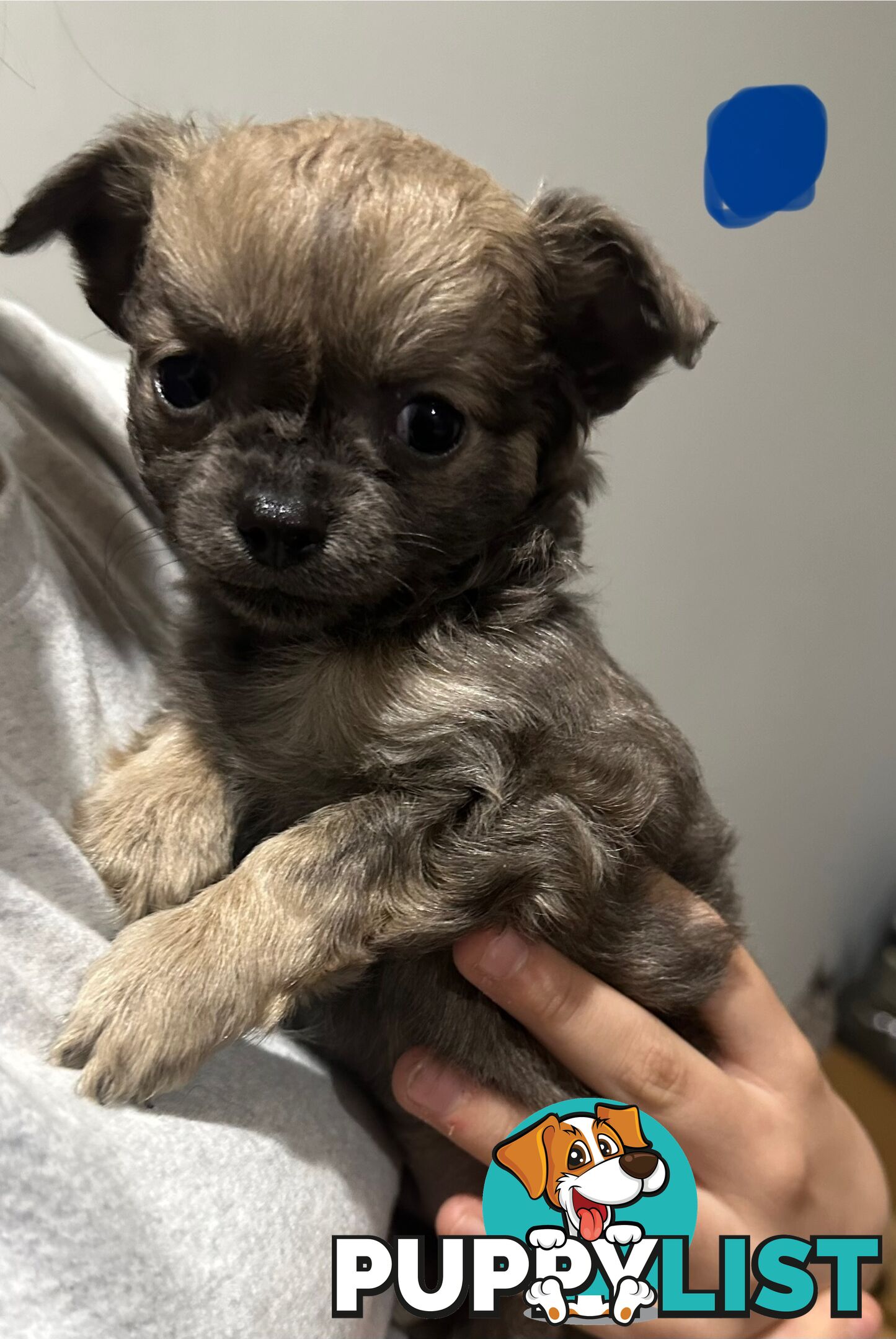 Long coat chihuahua puppies