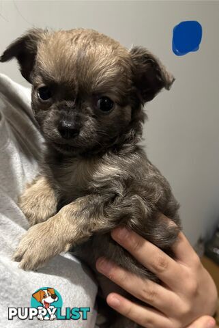 Long coat chihuahua puppies