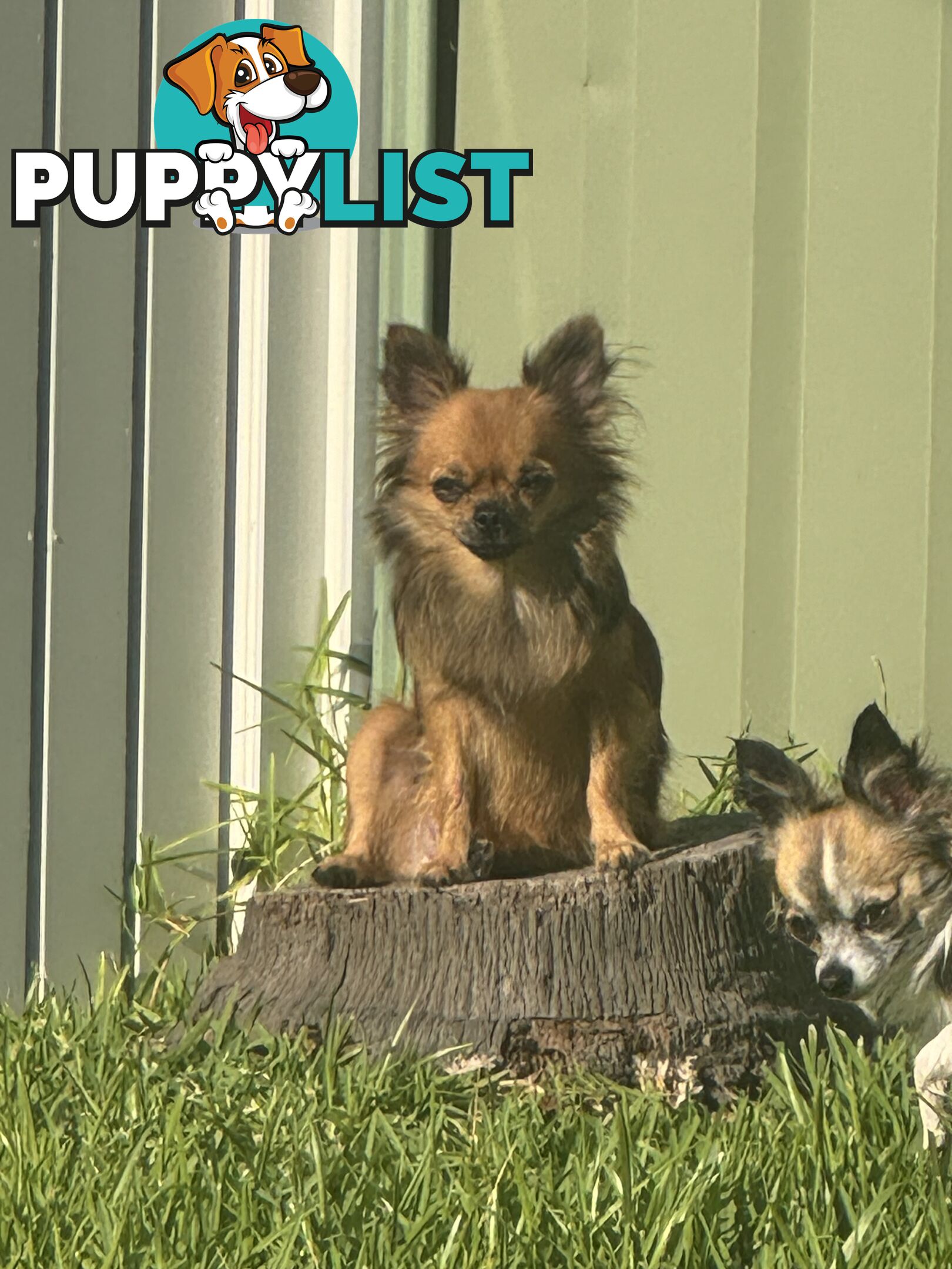 Long coat chihuahua puppies