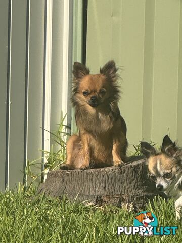 Long coat chihuahua puppies