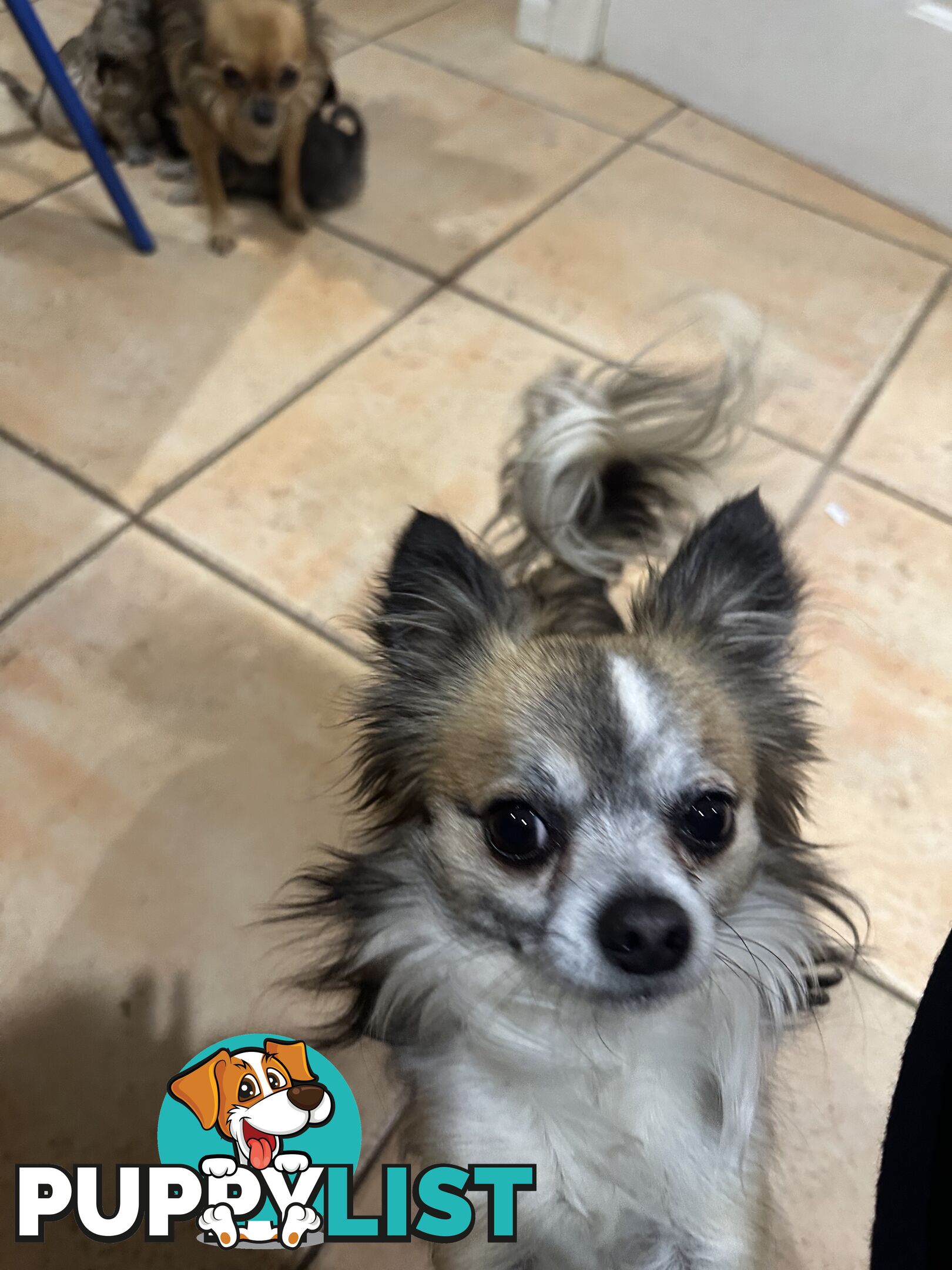 Long coat chihuahua puppies