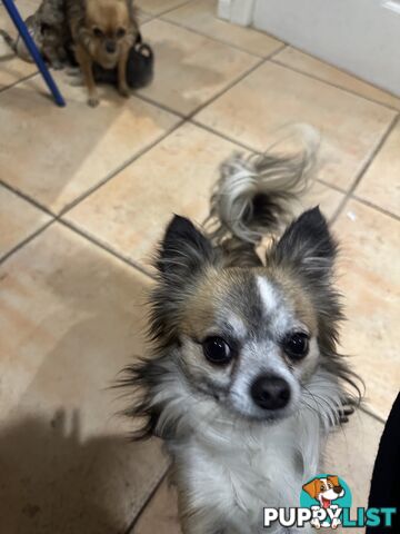 Long coat chihuahua puppies