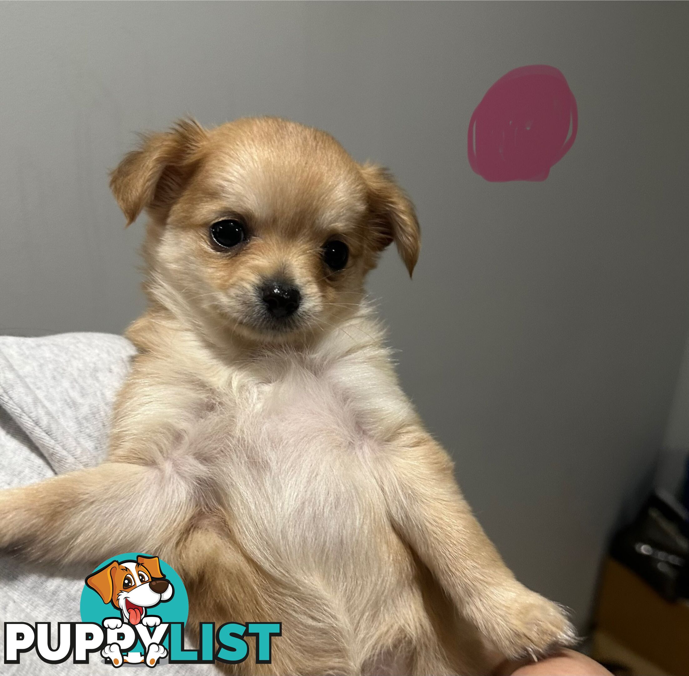 Long coat chihuahua puppies