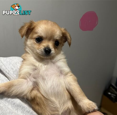 Long coat chihuahua puppies