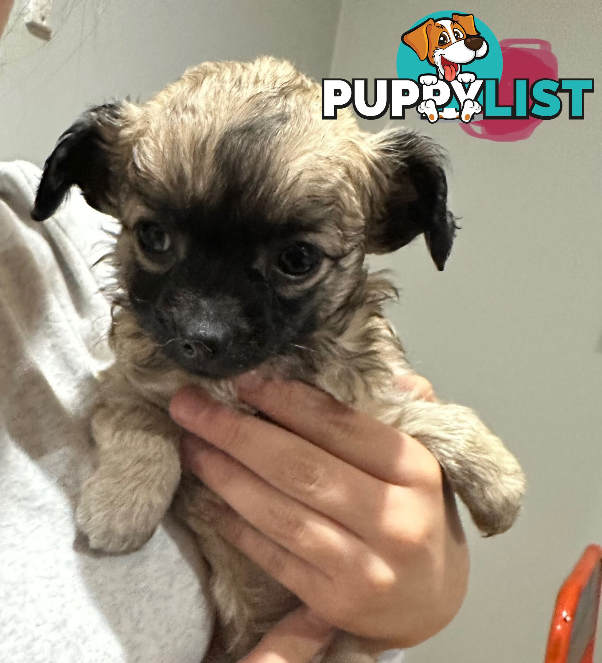 Long coat chihuahua puppies