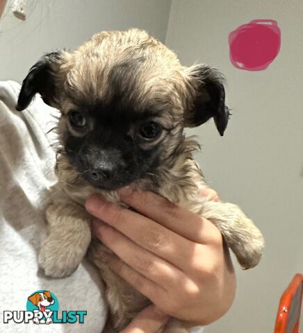 Long coat chihuahua puppies