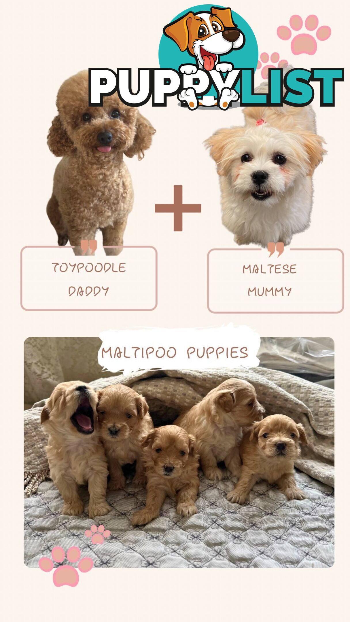 Maltipoo / moodle puppies for sale | Maltese + Toy Poodle