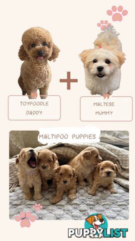 Maltipoo / moodle puppies for sale | Maltese + Toy Poodle