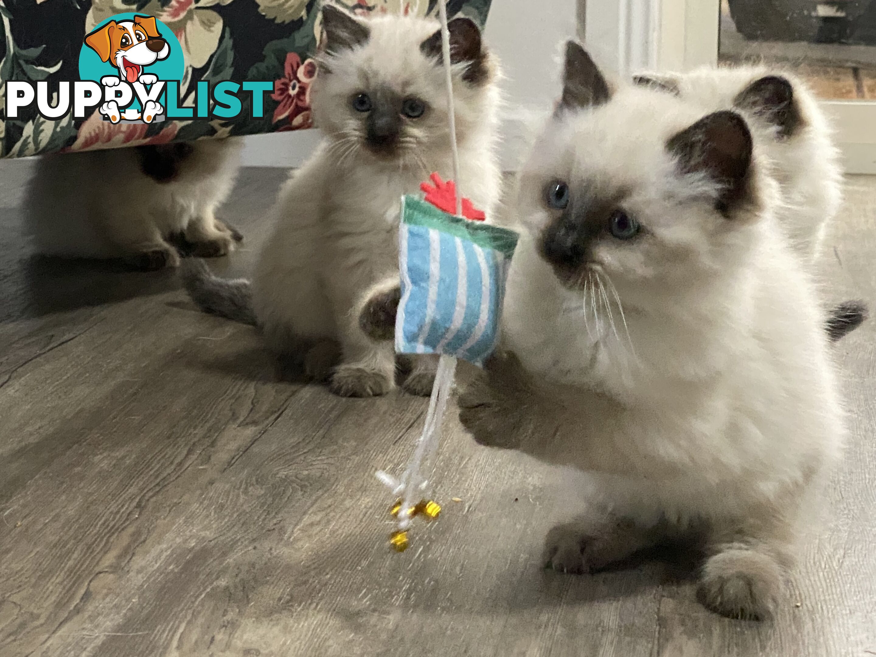 Ragdoll kittens purebred
