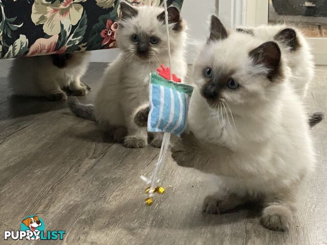 Ragdoll kittens purebred