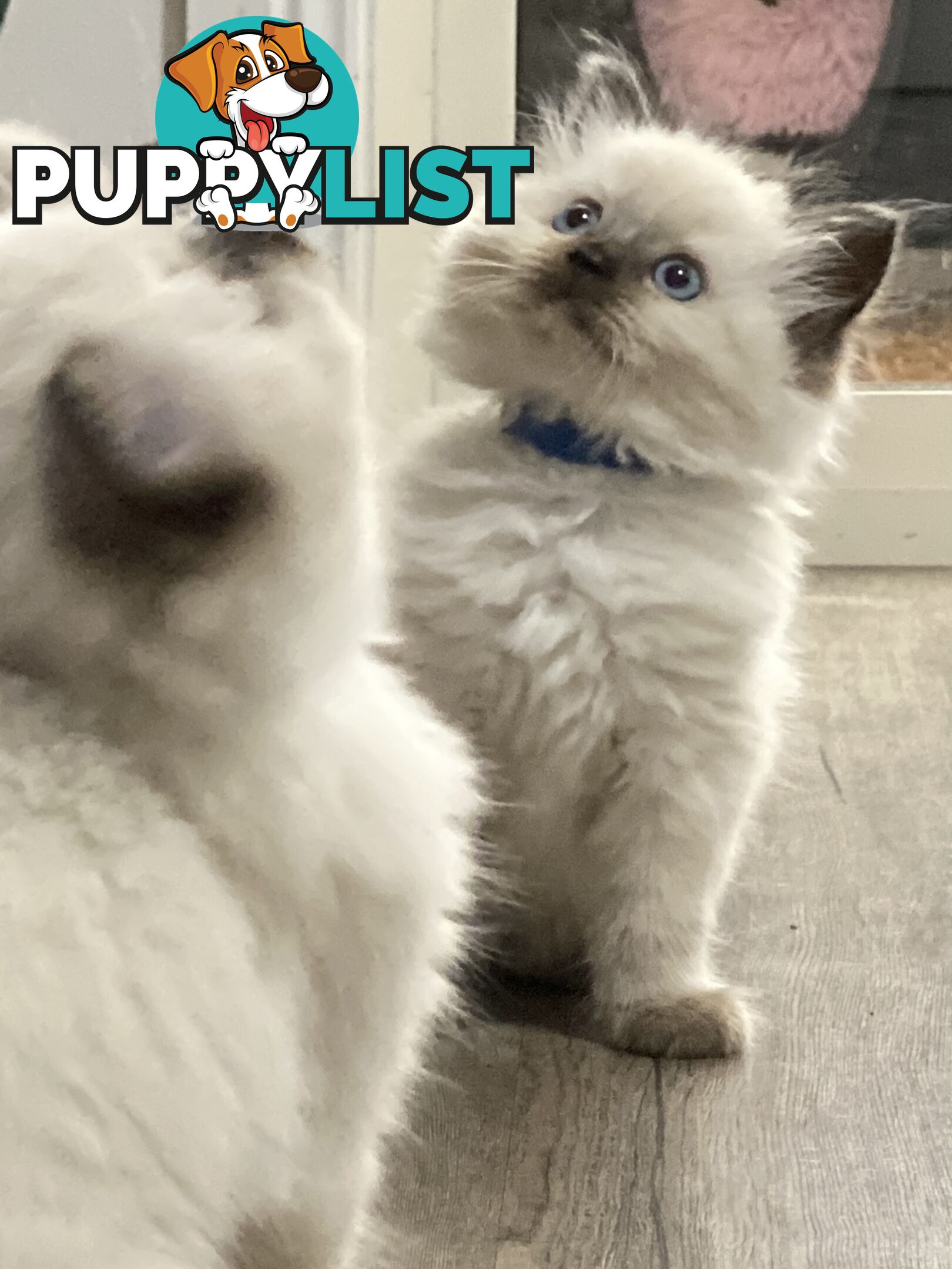 Ragdoll kittens purebred