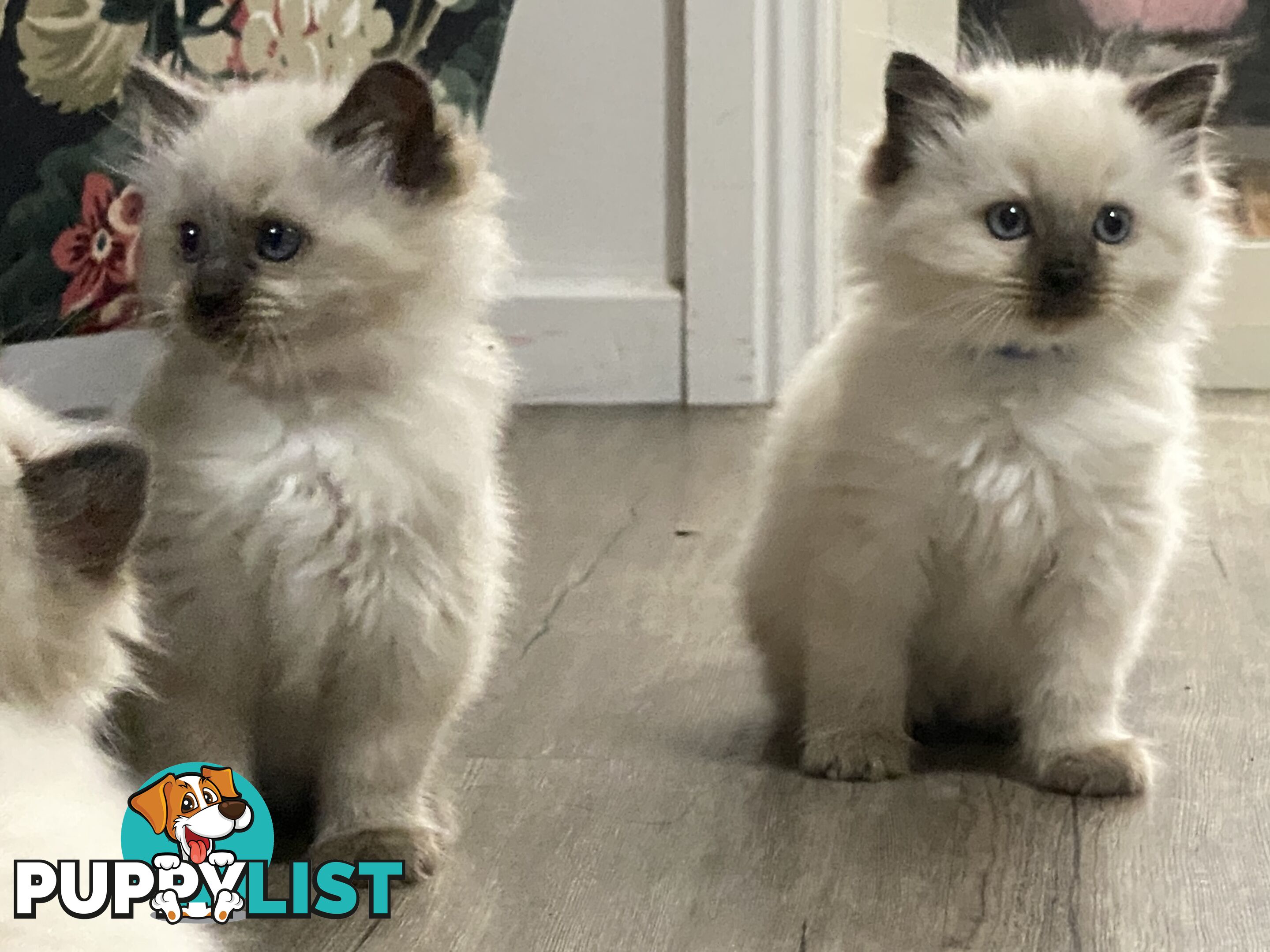 Ragdoll kittens purebred