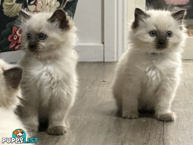Ragdoll kittens purebred