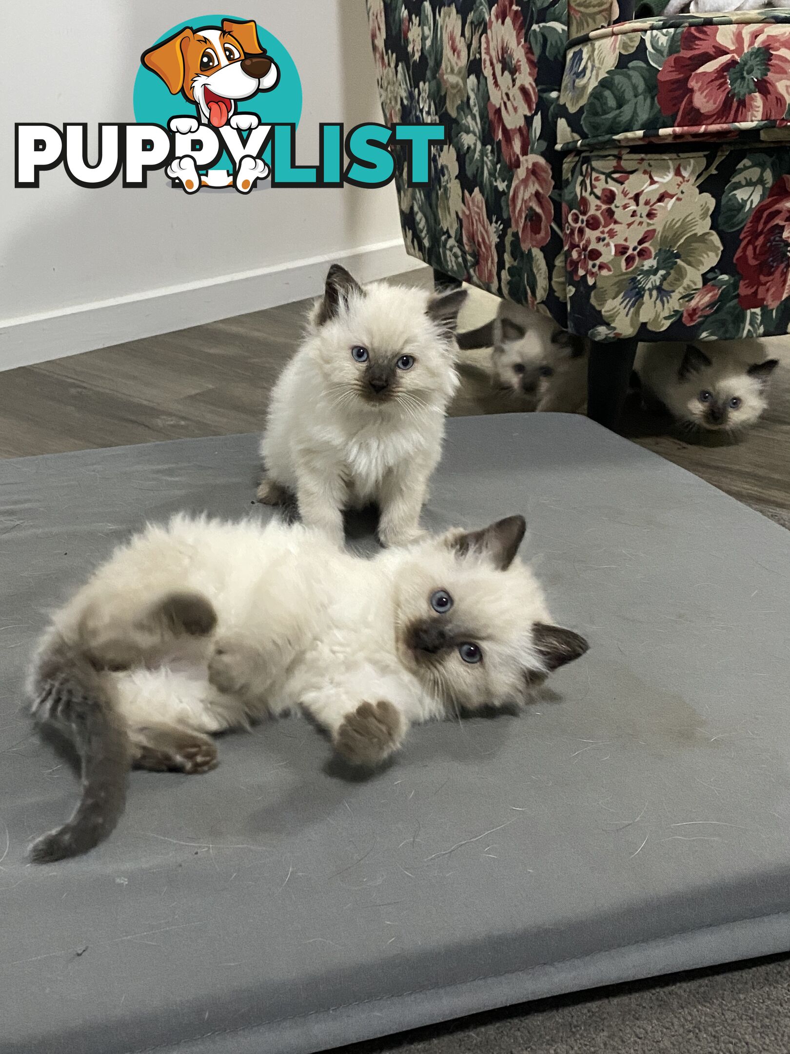 Ragdoll kittens purebred