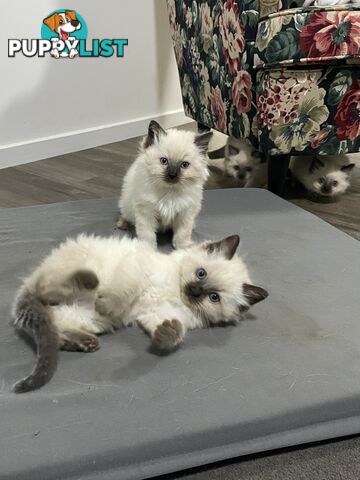 Ragdoll kittens purebred