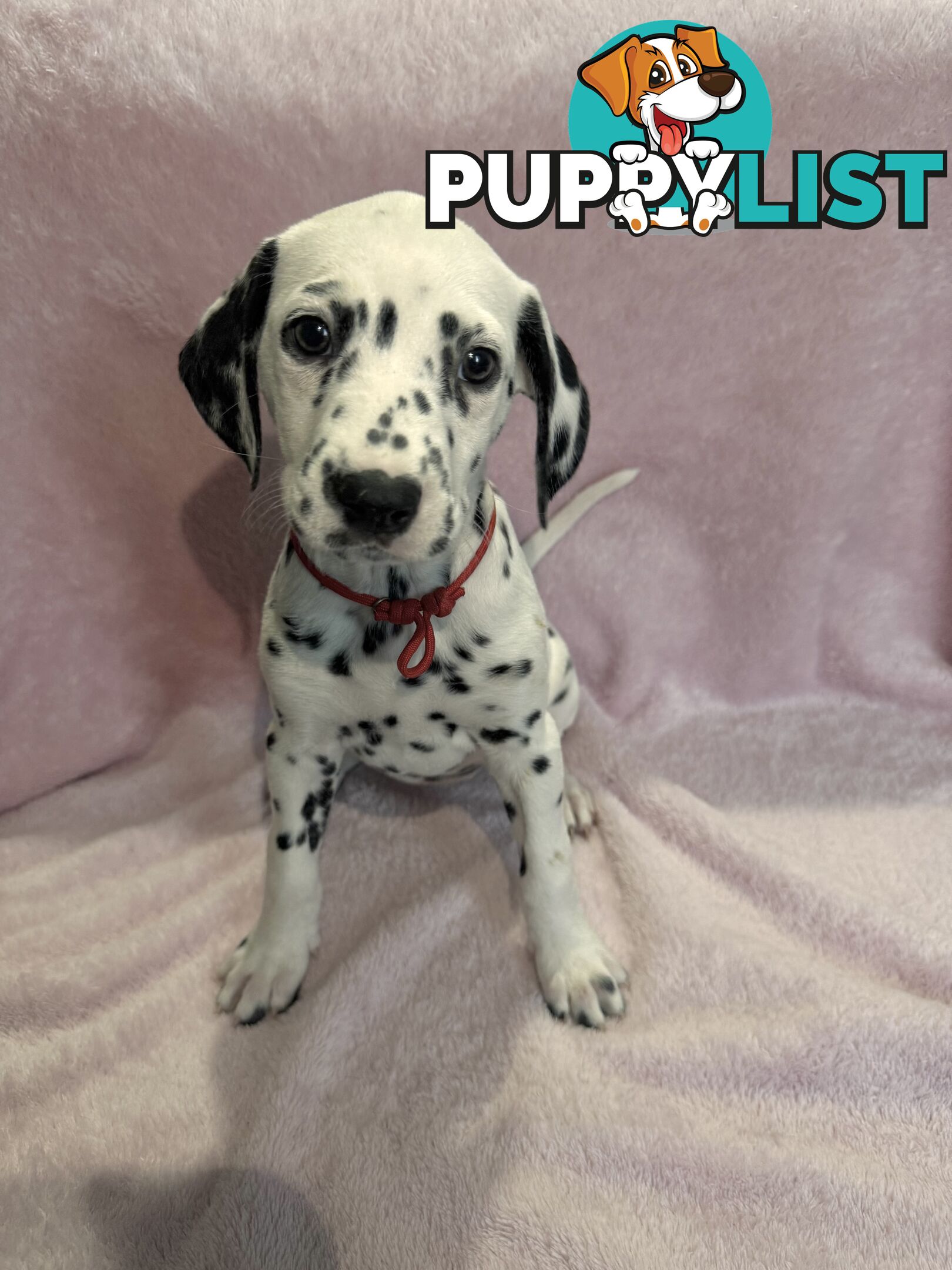 8 Dalmatian puppies available for purchase!