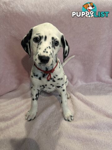 8 Dalmatian puppies available for purchase!