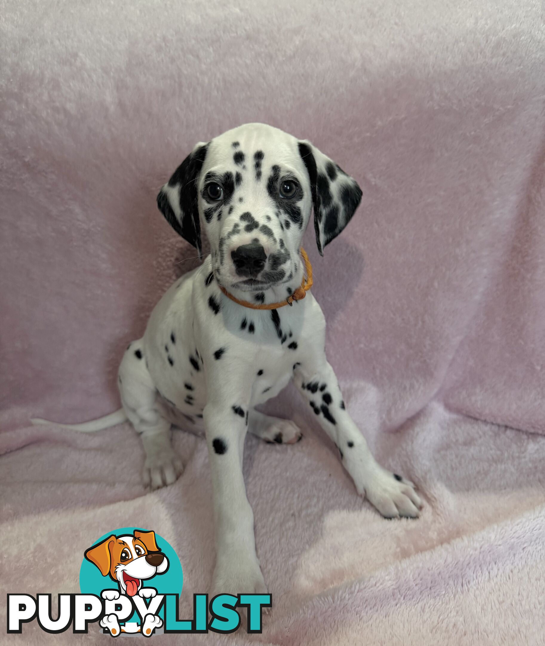 8 Dalmatian puppies available for purchase!