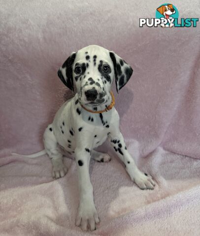 8 Dalmatian puppies available for purchase!