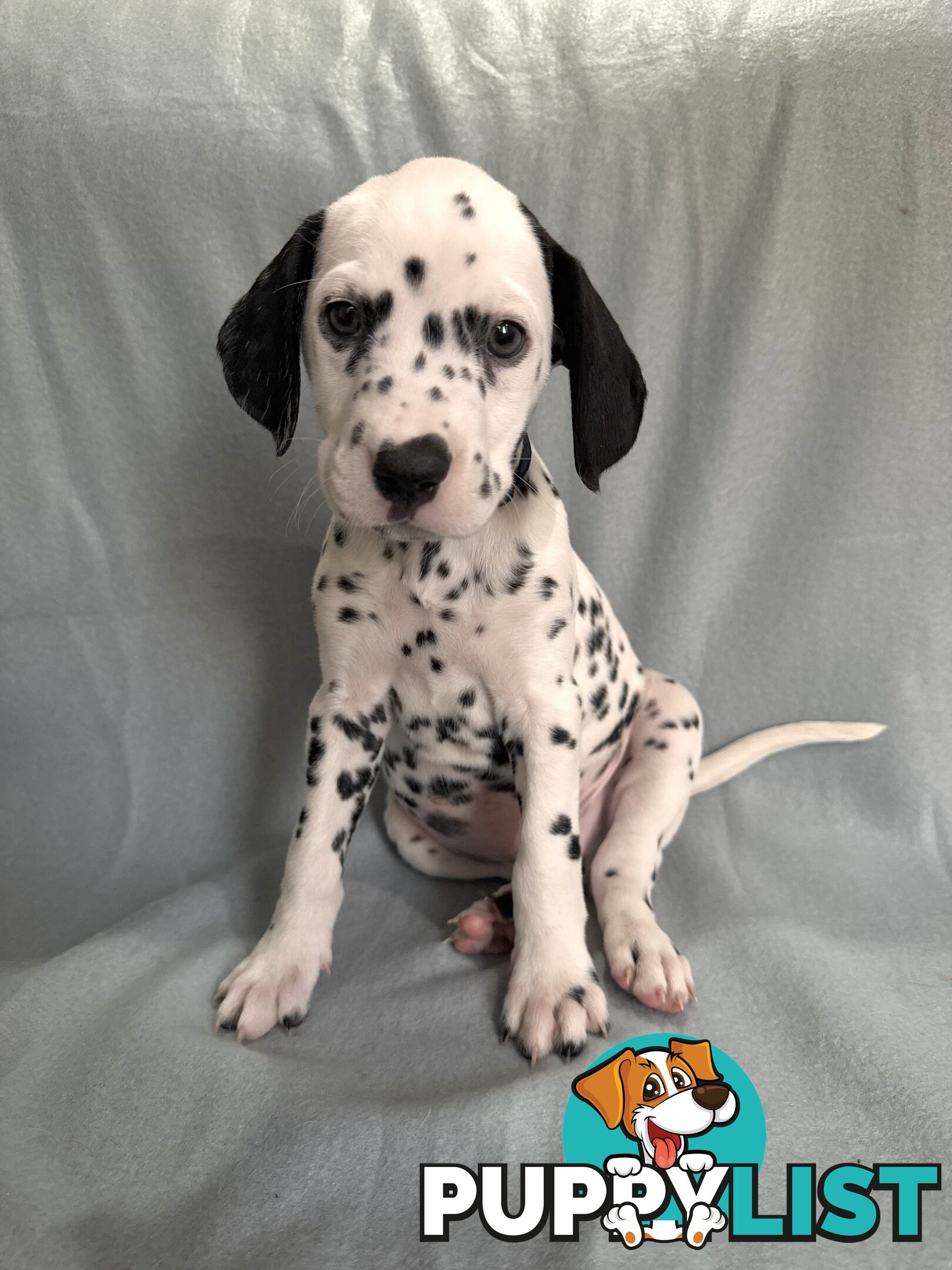 8 Dalmatian puppies available for purchase!