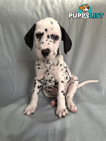 8 Dalmatian puppies available for purchase!