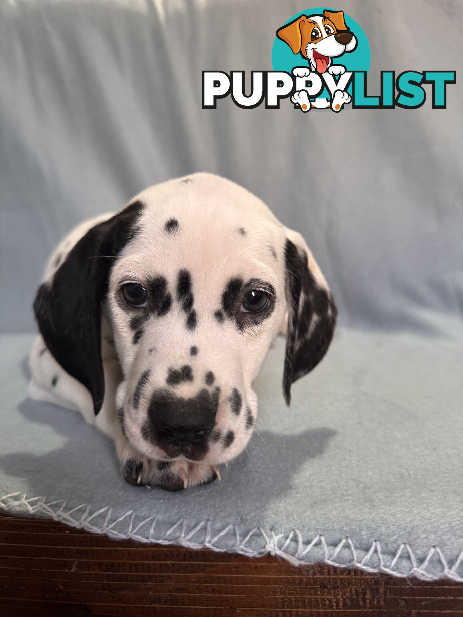 8 Dalmatian puppies available for purchase!