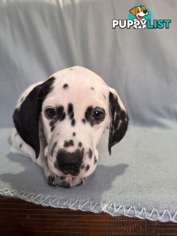 8 Dalmatian puppies available for purchase!