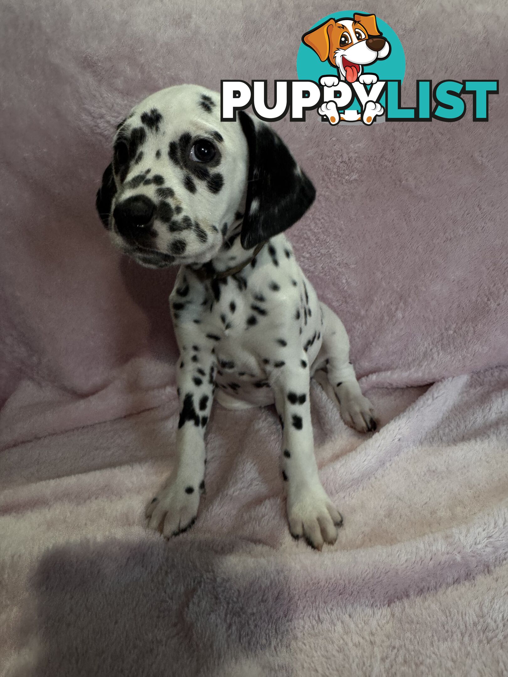 8 Dalmatian puppies available for purchase!