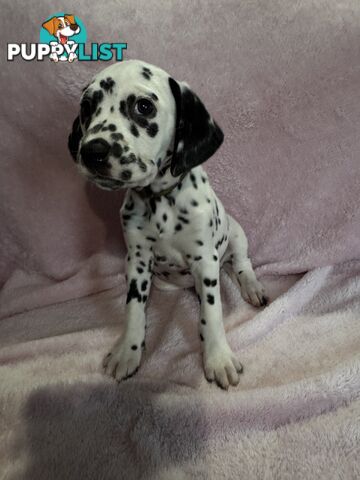 8 Dalmatian puppies available for purchase!