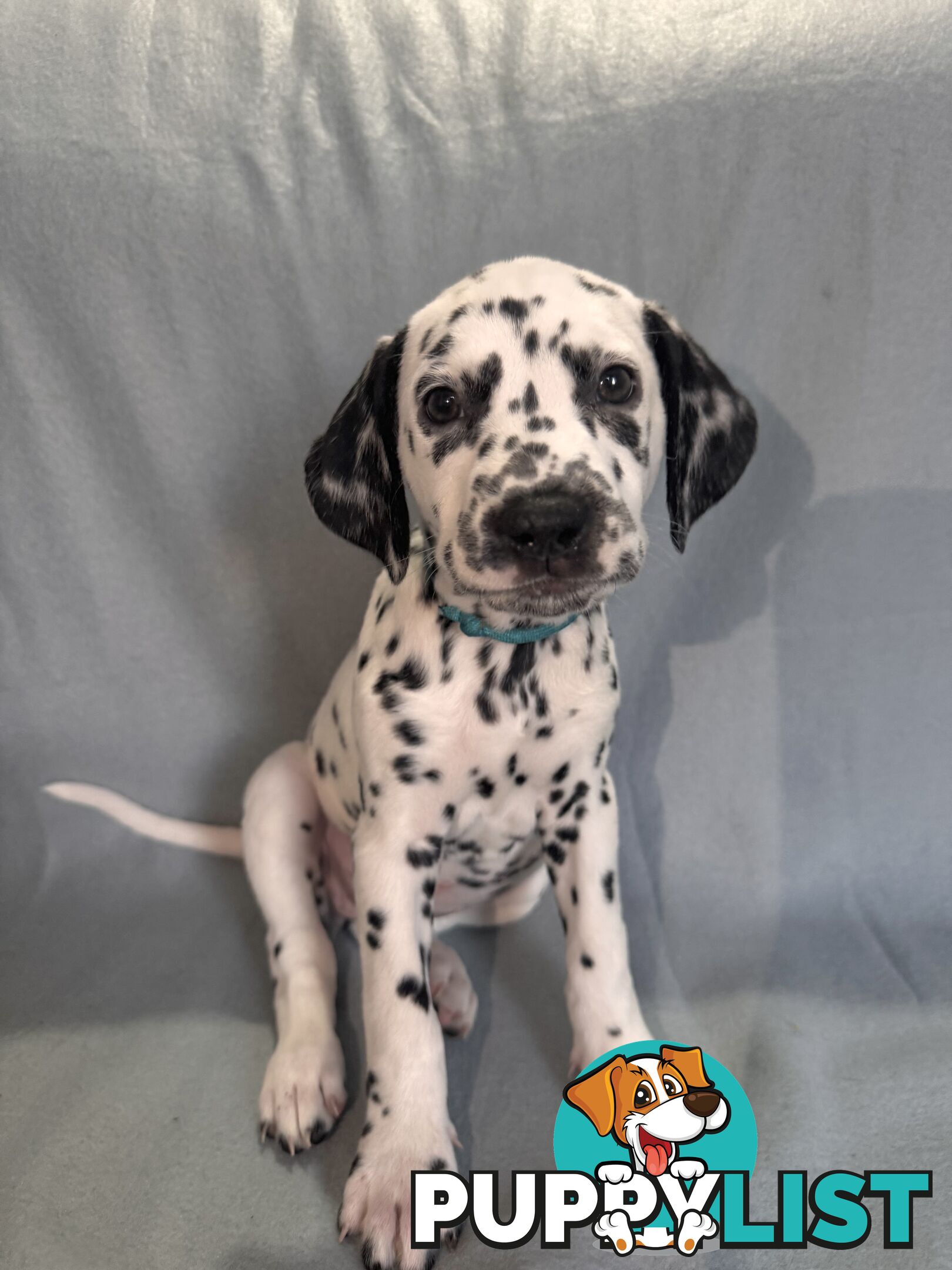 8 Dalmatian puppies available for purchase!