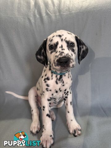 8 Dalmatian puppies available for purchase!