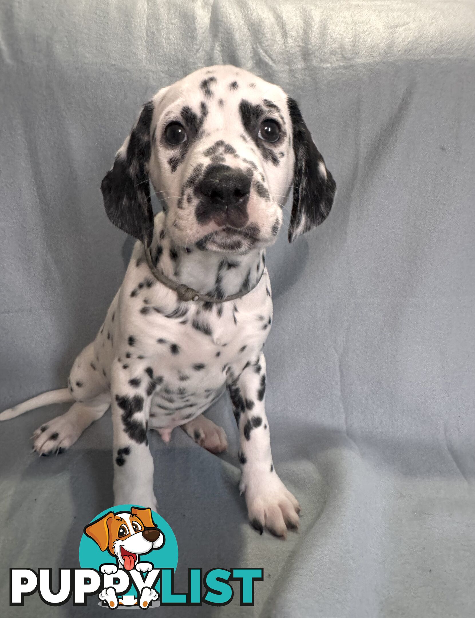 8 Dalmatian puppies available for purchase!