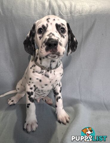 8 Dalmatian puppies available for purchase!