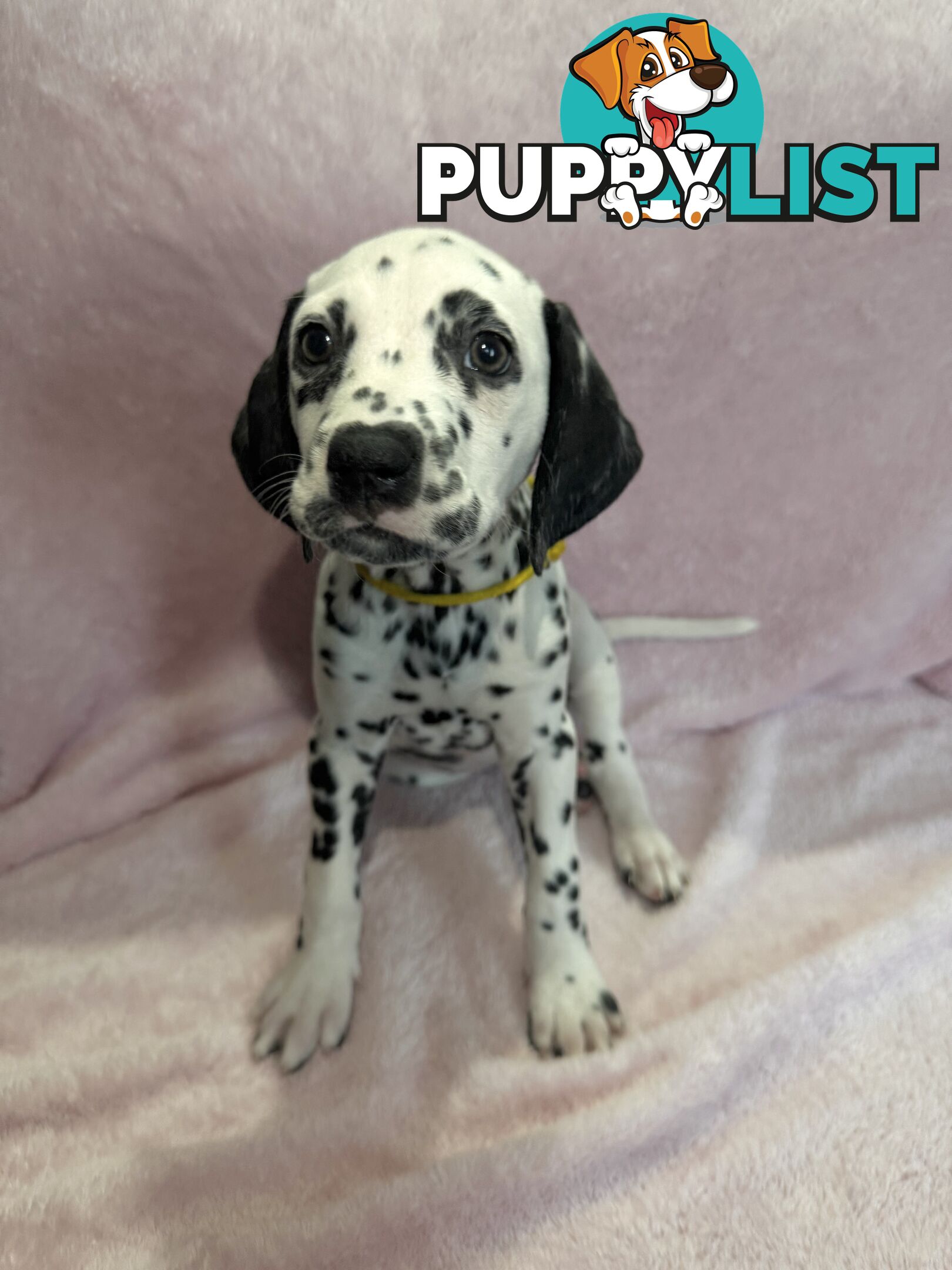 8 Dalmatian puppies available for purchase!