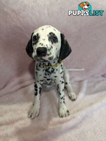 8 Dalmatian puppies available for purchase!