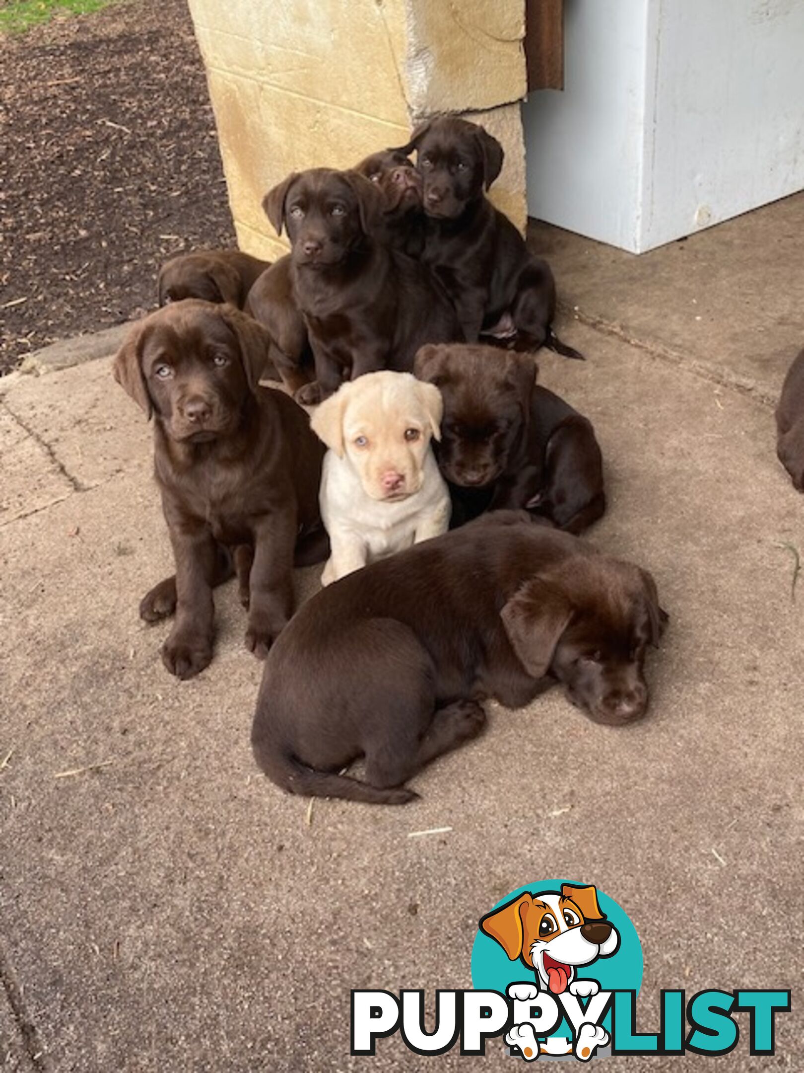 Pure bred Labrador pups