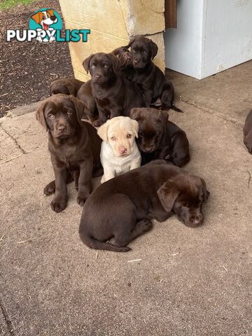 Pure bred Labrador pups
