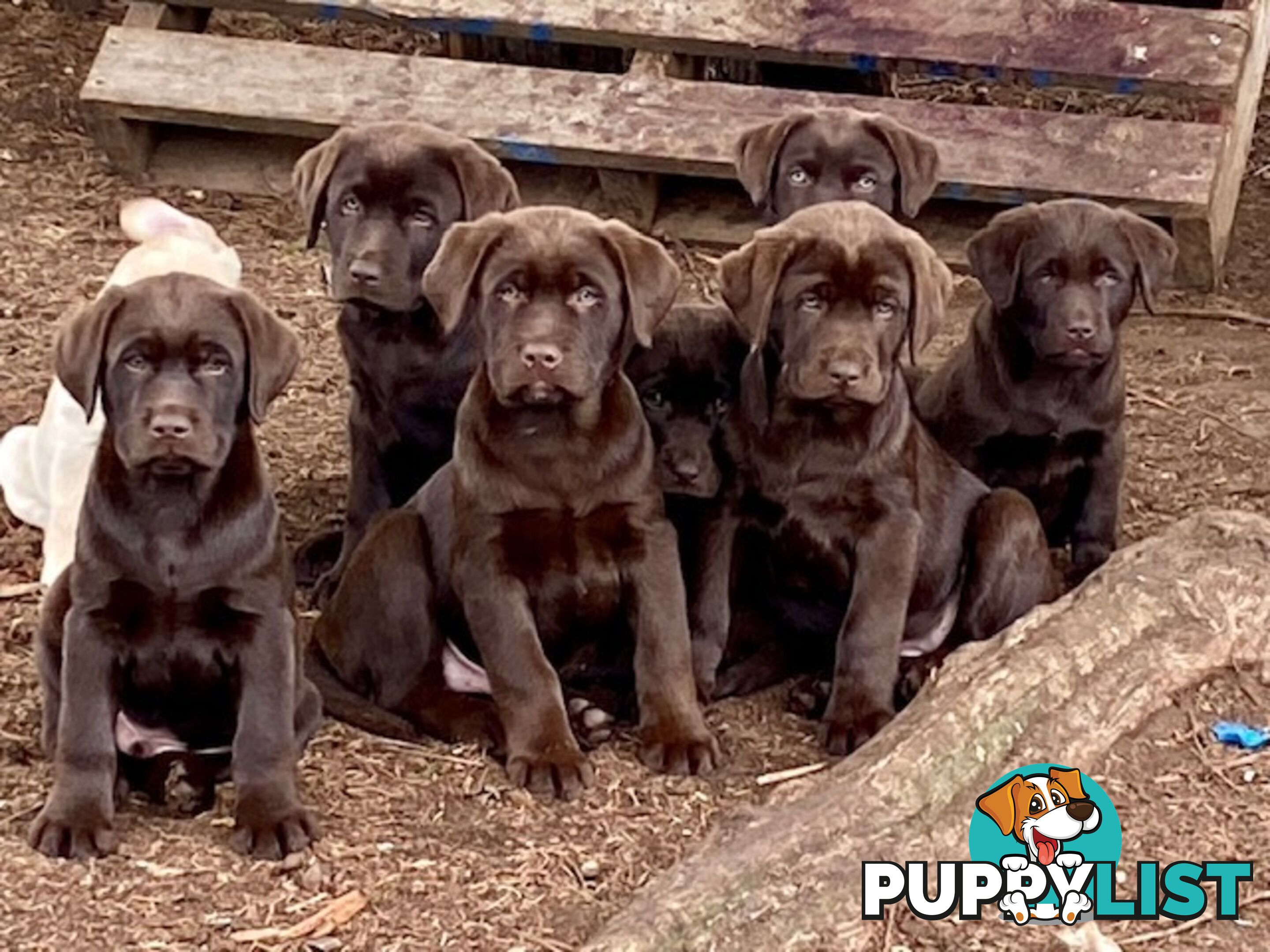Pure bred Labrador pups
