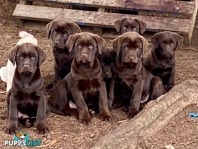 Pure bred Labrador pups