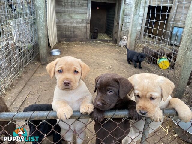 Pure bred Labrador pups