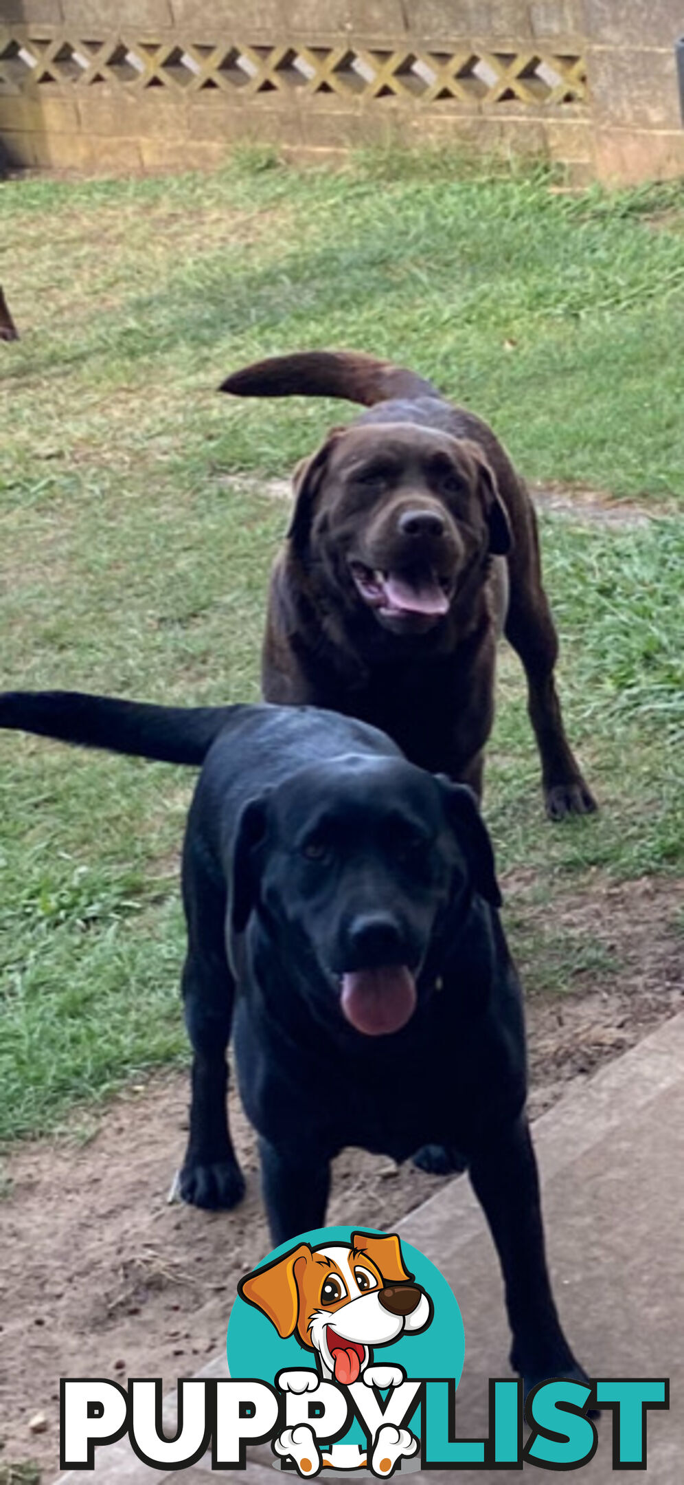 Pure bred Labrador pups