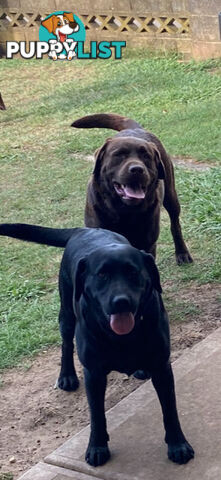Pure bred Labrador pups
