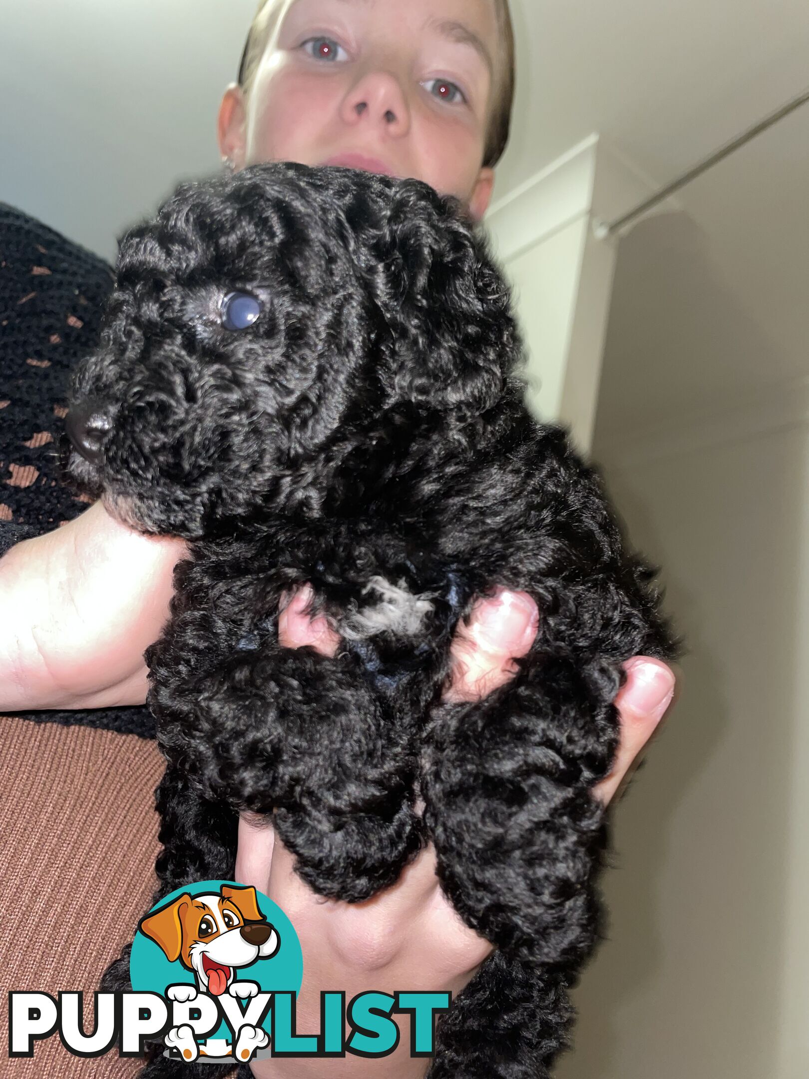 Female toy poodle puppy black