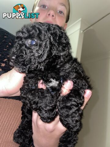 Female toy poodle puppy black